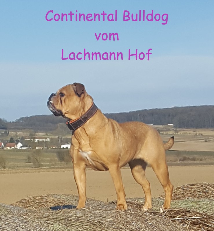 Www Continental Bulldog Vom Lachmann Hof De Startseite