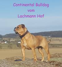 Continental Bulldog, vom Lachmann Hof, Behrensen, Bami, Continental Bulldog vom Lachmann Hof, Niedersachsen, Hund, Welpe, Conti, Bulldog, CB, Behrensen, VDH, FCI
