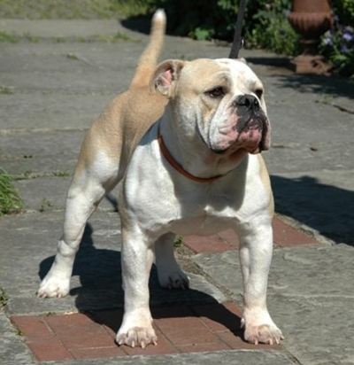 Www Continental Bulldog Vom Lachmann Hof De A Wurf